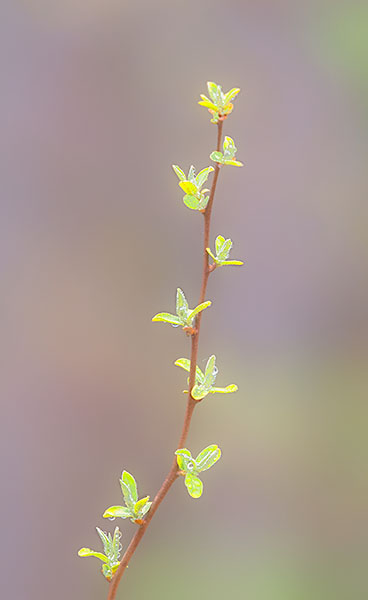 SPRING BUDS - NORFOLK COUNTY - PORT RYERSE
