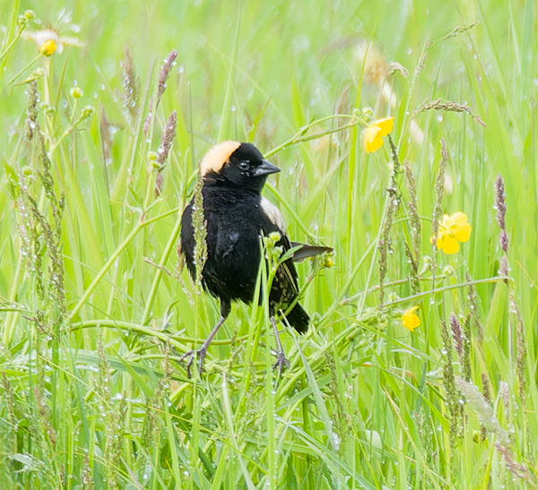 Bobolink--Bruce County - My Book of Birds