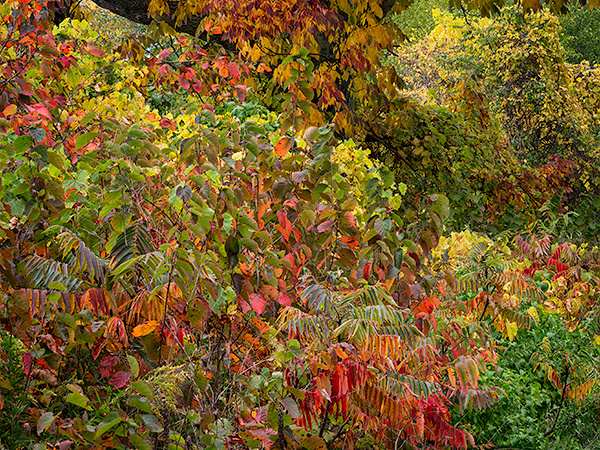 OCTOBER RIOT #2 - NORFOLK COUNTY - AUTUMN