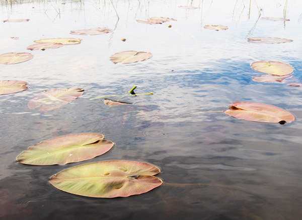Lily Pads #3--Rankin River System - From My Kayak 2026
