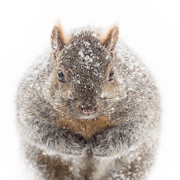 WINTER SQUIRREL, 2019 - PORT RYERSE - AT HOME