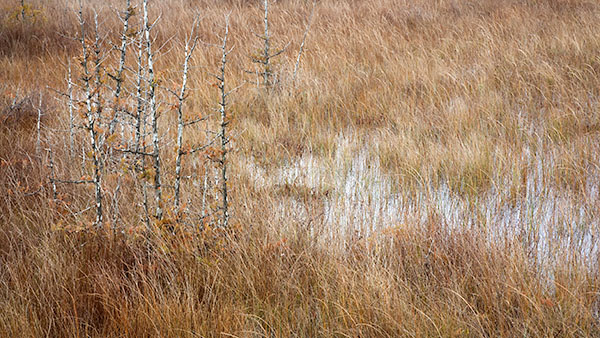 DORCAS BAY FEN- BRUCE COUNTY - THE LAND