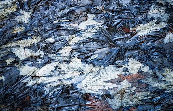 UNDER ICE #2 - NORFOLK COUNTY - BACKUS WOODS- NORFOLK COUNTY