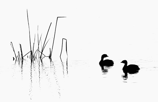 Pied-Billed Grebes - New Works