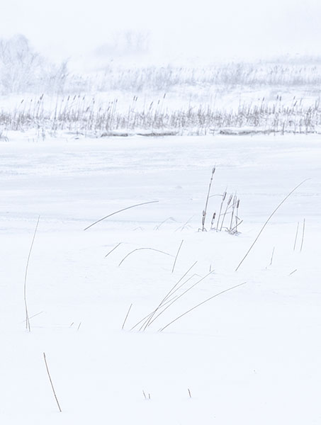 WINTER WIND - LONG POINT MARSH - AT HOME