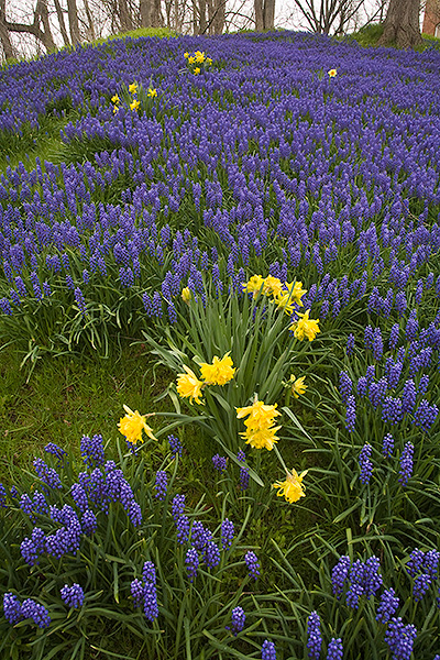 JACK'S HILL - SPRING 2011- PORT RYERSE - PORT RYERSE
