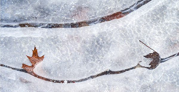 UNDER ICE #14 - BACKUS WOODS, NORFOLK COUNTY - BACKUS WOODS- NORFOLK COUNTY