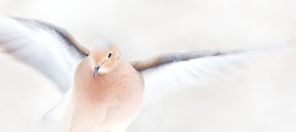 FLYING MOURNING DOVE - PORT RYERSE - CREATURES