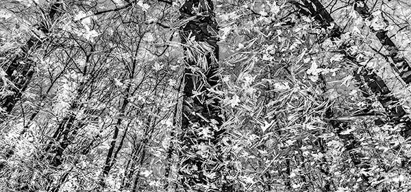VERNAL POND, MONOCHROME - BACKUS WOODS, NORFOLK COUNTY - LARRY'S TENSET, 2014