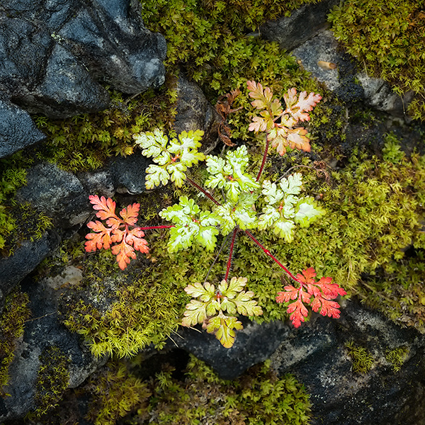 HERB ROBERT IN AUTUMN GARB, 2017 - BRUCE COUNTY - OCTOBER 2017