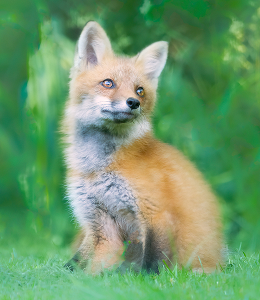 Red Fox Kit #10 - Foxes of Port Ryerse
