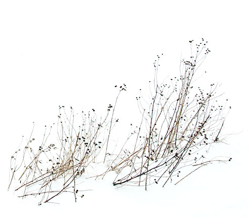 WINTER WEEDS#2 - NORFOLK COUNTY - SMALLSCAPES