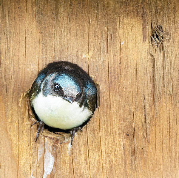 TREE-SWALLOW-IN-NEST-BOX - New Works