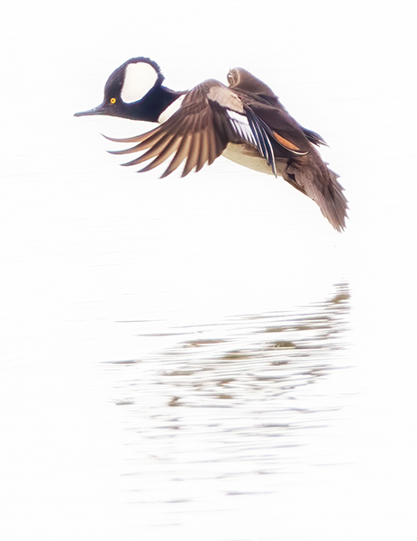 Hooded Merganser - My Book of Birds