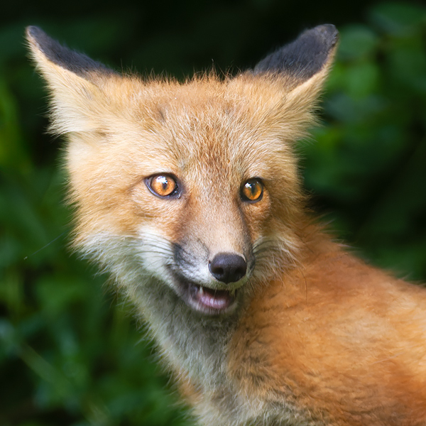 Red Fox Kit #8 - Foxes of Port Ryerse