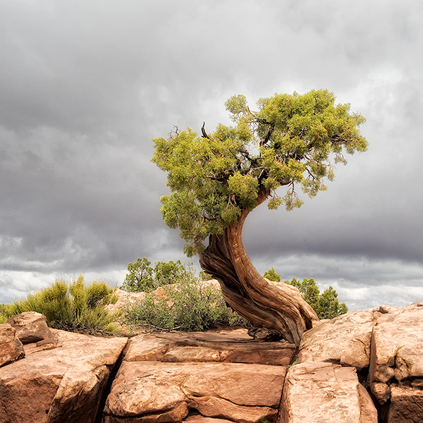 DEADHORSE POINT SP - UTAH - THE SOUTHWEST 2018
