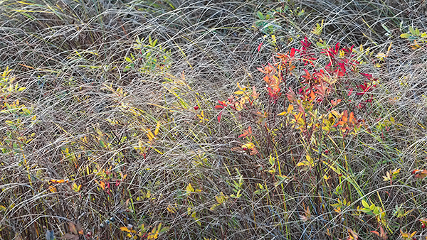 OCTOBER WETLAND - BRUCE PENINSULA - KATHY'S 2018 TENSET