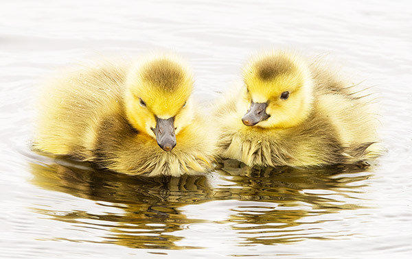 CANADA-GOOSE-GOSLING-PAIR - New Works