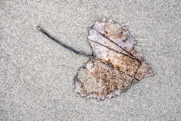 COTTONWOOD LEAf, DECEMBER - LONG POINT BEACH - DETAILS