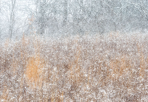 ASPARAGUS MEADOW IN SNOW - NORFOLK COUNTY - WINTER