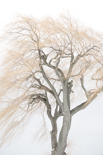 TREES WEEK #1 - 52 WEEKS - AN ENCOUNTER WITH TREES