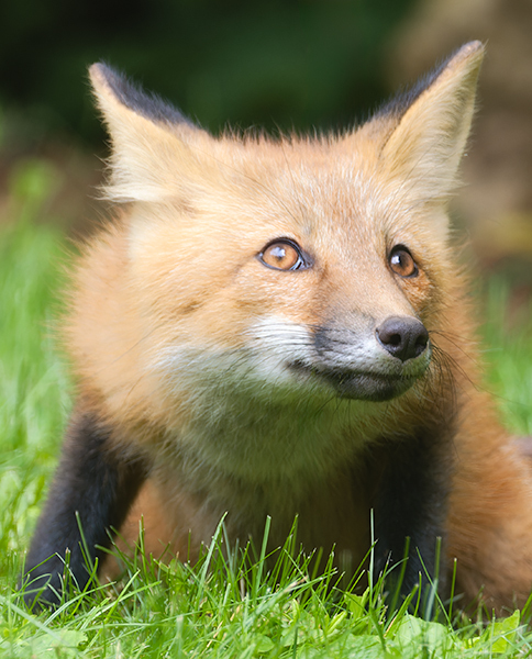 Red Fox Kit #9 - Foxes of Port Ryerse