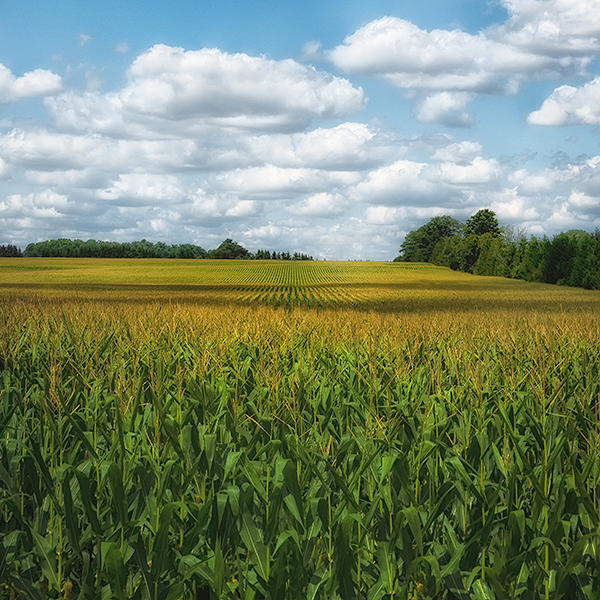HIGH SUMMER - WATERLOO COUNTY - THEREABOUTS