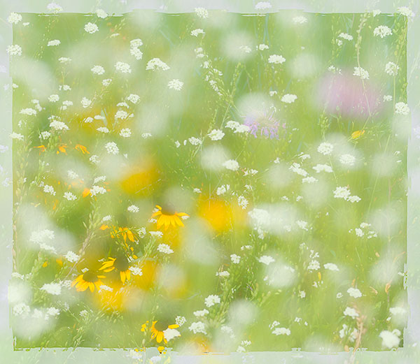 JULY MEADOW IMPRESSION , 2017 - NORFOLK COUNTY - SUMMER
