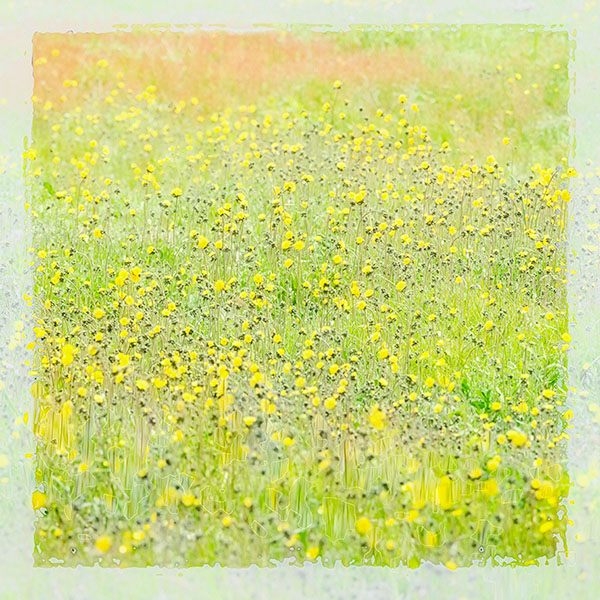 IMPRESSION, JUNE MEADOW -  UPPER AMHERST COVE - NEWFOUNDLAND