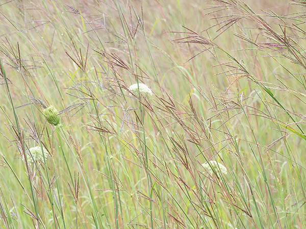 AUGUST GRASSES - NORFOLK COUNTY - SUMMER