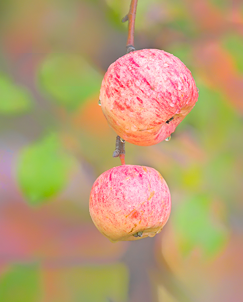OCTOBER APPLES - BRUCE COUNTY - THE LAND