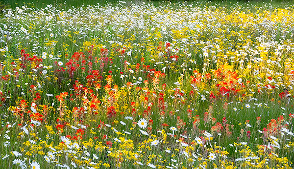 MEADOW IN MORNING - BRUCE PENINSULA - THE LAND