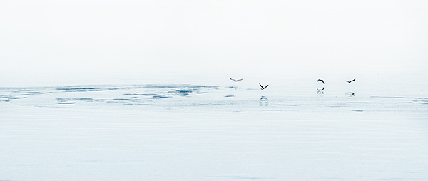 GULLS AND DINNER - JUNE 2017