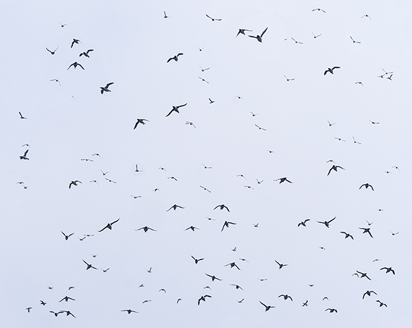 FLIGHT - WITLESS BAY - NEWFOUNDLAND