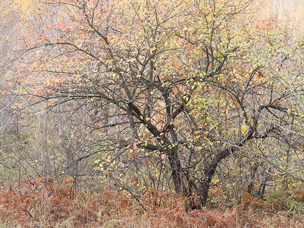 Bruce Peninsula-October Trees #2 - New Works