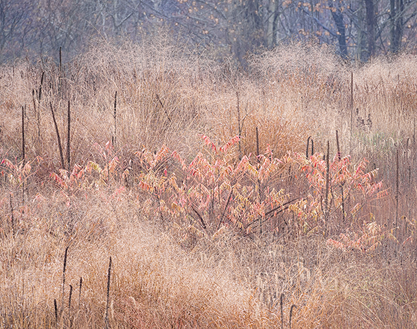 BUG FARM, OCTOBER 2014 - NORFOLK COUNTY - THE MEADOW PROJECT