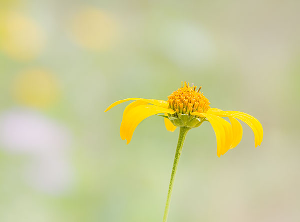 YELLOW WILDFLOWER , 2017 - PORT RYERSE - SUMMER