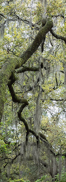 LIVE OAK #1 - SOUTH CAROLINA - SOUTH CAROLINA