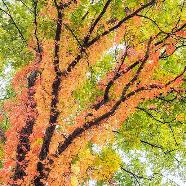 VIRGINIA CREEPER #2 - NORFOLK COUNTY - AUTUMN
