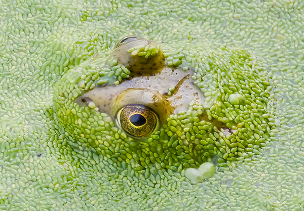 Peek-A-Boo - CREATURES
