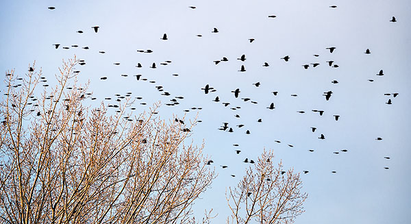 SPRING BLACKBIRD MIGRATION -  LONG POINT PP - SPRING