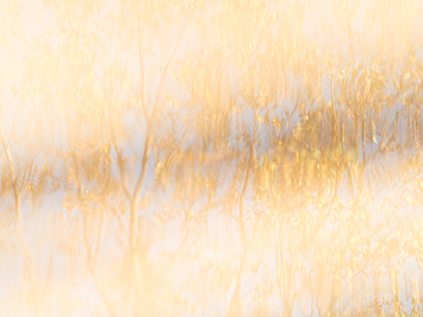 UPON REFLECTION - LONG POINT - PHOTO STORAGE