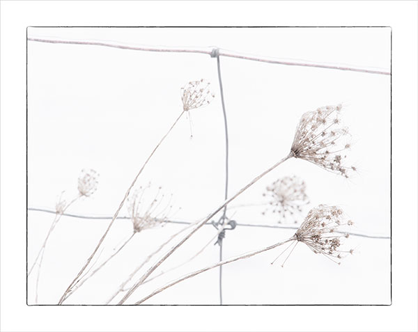 WINTER WEEDS, 2016 - NORFOLK COUNTY - WINTER