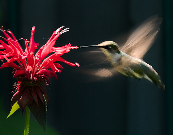 HUMMER- PORT RYERSE - CREATURES