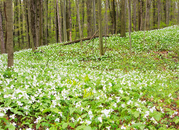 TRILLIUM WOODS 2017 - NORFOLK COUNTY - SPRING