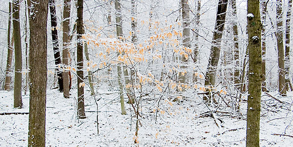 WINTER BEECH - NORFOLK COUNTY - SMALLSCAPES