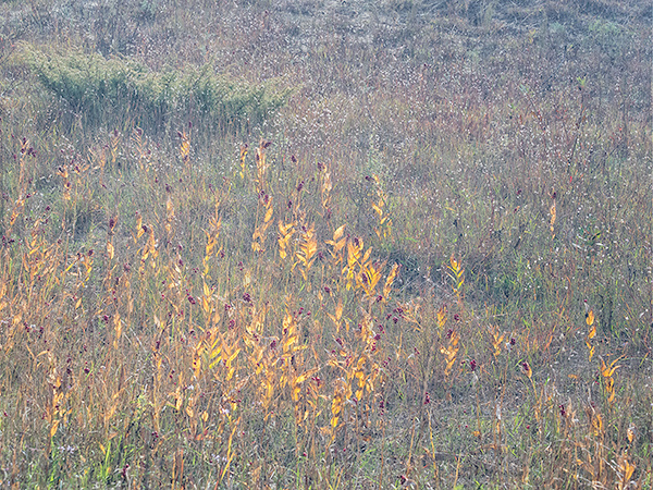 DUNE, DORCAS BAY - OCTOBER, 2018 - THE BRUCE, OCTOBER 2018