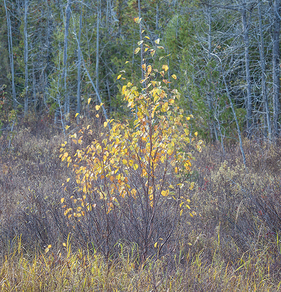 CAPE HURD ROAD #4 - OCTOBER, 2018 - THE BRUCE, OCTOBER 2018