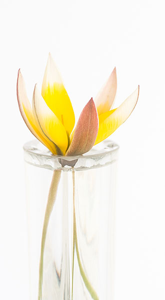 TULIPA TARDA - KATHY'S GARDEN - FLORAL EXPRESSIONS