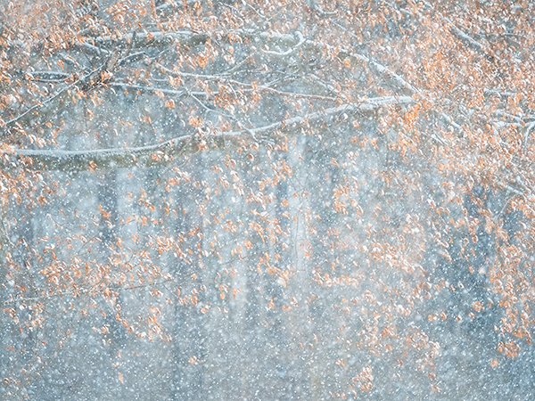 BEECH IN SNOW - NORFOLK COUNTY - WINTER